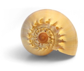 Schnecke